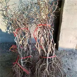 出售枣树小苗 龙须枣树苗 冬枣树苗 基地技术指导枣树苗