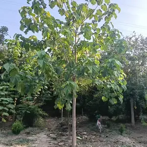 8公分至15公分紫花泡桐大树,贵州六盘水泡桐小苗基地,泡桐根桩苗产地报价