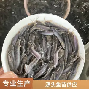 塘鲺鱼苗 塘鲺水花苗 人工筛选健康小苗 远距离运输减少鱼苗损耗