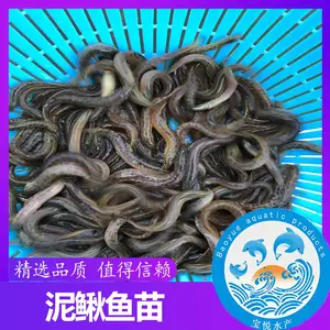 泥鳅苗 泥鳅苗批发 泥鳅苗出售