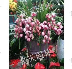 新吴区工厂花卉 欢迎咨询 江阴楚天供应