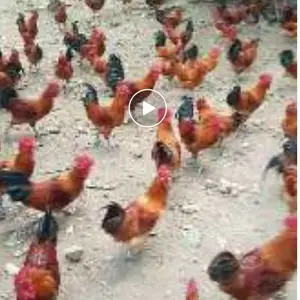 原种场出售快羽高细腿小品种淮南王鸡苗-长淮禽业