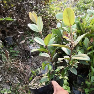 桃金娘-山菍子-批发山菍子-山念果直供