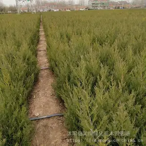 �̻������� ������������ ��Ĺ��·������۸�
