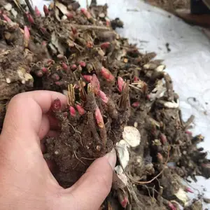 ����ѿͷ����������ֲ��ϸ��ַ