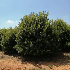 出售冠幅2.5米杨梅&东魁杨梅报价,3米杨梅价格