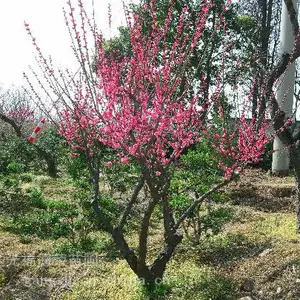 苏州梅花树种植批发基地 苏州光福香雪海梅花 苏州梅花树培育苗圃