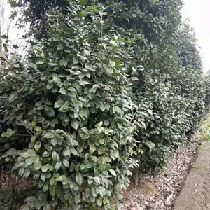 �軨����������� �軨�� �軨�� �� �Ĵ��軨����