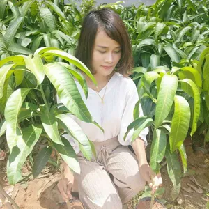 乐山芒果苗 清远芒果树苗供应 台农一号芒果苗批发18897887588