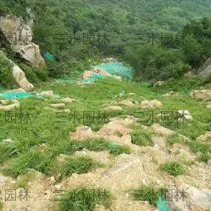 广东肇庆边坡绿化工程常用草籽护坡材料厂家直销