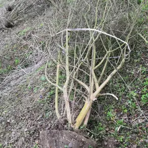 ������ޱ���� ����ˮ��÷ �۸��Ż�