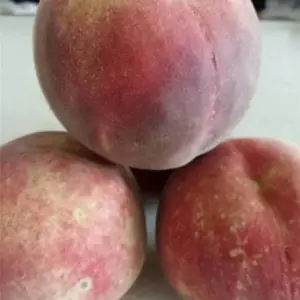 �ƽ���4��������Ʒ��***����19���������������