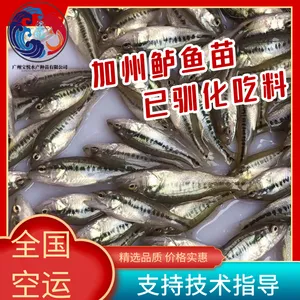 十堰淡水加州鲈鱼苗 出售