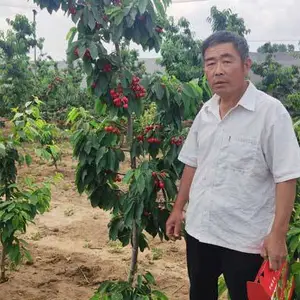 樱桃树苗哪家好在线咨询