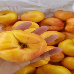 大量供应成品桃树苗嫁接蟠桃桃树苗易成活挂果早两年油蟠桃桃苗