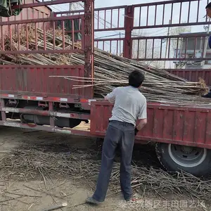 �����㴻�� ɽ���㴻�翴̩�� ��Ӧ�����㴻�� ����