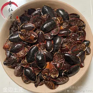 出售金边土元 金边土元价格