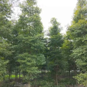 楠木基地|成都小叶桢楠基地|成都楠木直销
