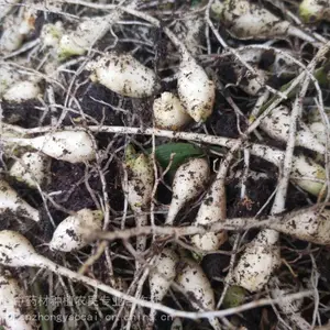 中药竹节参种苗_野生竹节参_湖北竹节参种子_竹节参种苗基地