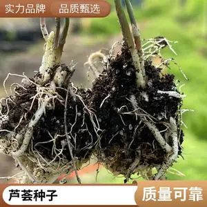 �κ��� 6 ��«������ ������ƽ���� ����ϵ�ӽ�һ�� F1 ����«����