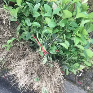 �ļ��� �����ϲ������̵��̻��õ�Ǥ��С��***�� �ͼ�����