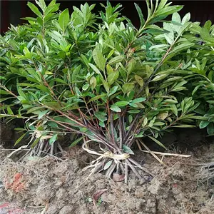 江苏淮安幼苗的价格图文并茂
