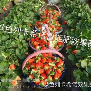草莓花期、果期管理的误区--卡希诺