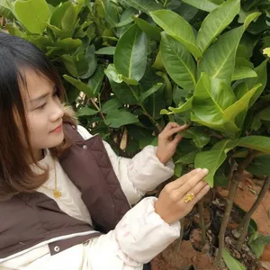 台湾黑金刚莲雾苗出售 南北方种植当年结果 江门各类莲雾苗批发