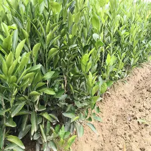 ���ϳ�ɳ�����۽�����ض���Ǯ_�����۽�������