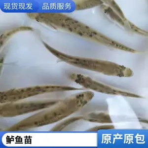 淡水鲈鱼苗可送货 骨刺少 肉质鲜嫩 支持空运 可开发票