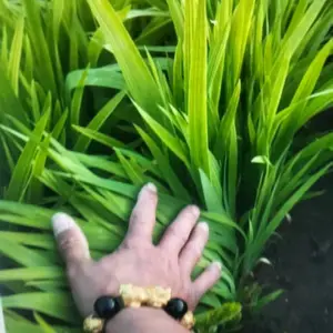 �������ֲ��������ֲǰ�������ĳɱ������ַ�������������
