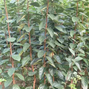 山东泰安大量批发软枣小苗 软枣苗价格 哪里有软枣苗