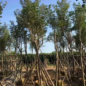 广东7公分黄花风铃木8公分黄花风铃木袋苗基地直销商