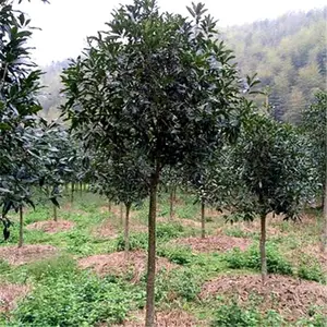 ��ܰ���ۣ���ҶŮ�꣩�Ͼ����� ͥԺ�ۻ�ֲ���÷��÷���***
