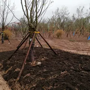南充腐殖土轻质土营养土草炭土通用型大包装批发