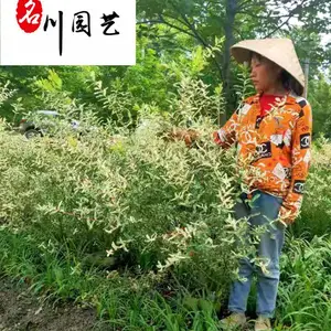 ���Գ���������Ҷ����� ͥԺ԰�ֹ����̻���ľ ɫ�ʷḻ�����׻� �۸�ʵ��