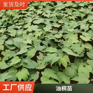 油桐苗基地 千年桐和三年桐苗木区别 H80公分裸根苗袋苗
