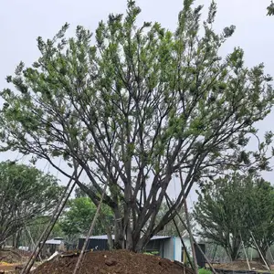 丛生朴树厂家