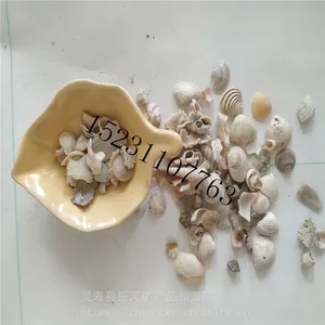 鱼缸造景用珊瑚石 水族过滤材料用珊瑚骨
