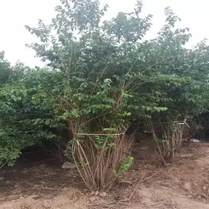 无锡成活***金银木 公园金银木基地报价