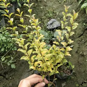 ��������Ů���� �� ���ع�Ӧ����Ů���� ������Ů��С��Ŷ1