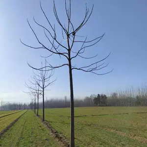 3公分至5公分紫花泡桐树苗,贵州六盘水泡桐小苗基地,泡桐根桩苗产地上车价格