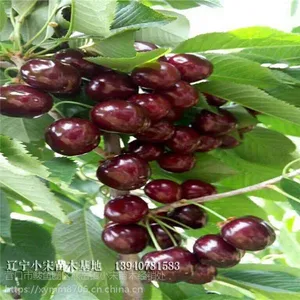 ����һ��ӣ���� ��ӣ������