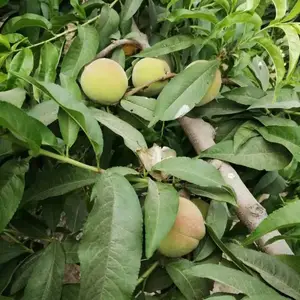 �������ؼ޽������磬1-5�������磬���ʼ޽�Ʒ�������������Ż�