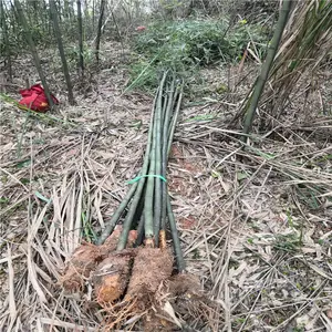河南许昌春鹃苗一株的价格精准投放