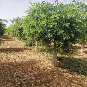 ��צ������-12������צ��-����ֱ��-װ��������-��������