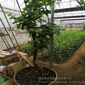 ����������ֲ����õ����������������� ��ũũҵ �ĺ���ľ�޽�