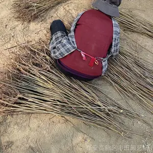 �������� �����㴻����ĵ�ѡ�� �㴻��������Ƶ ����