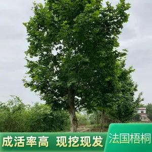 行道绿化法国梧桐树 景观庭院观赏梧桐树苗 湿地绿化法国梧桐