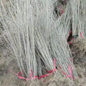Ǭ�����Գ������߾�С�� ������ 40����ˮ���� �����ӽ���